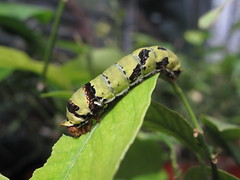 Caterpillar